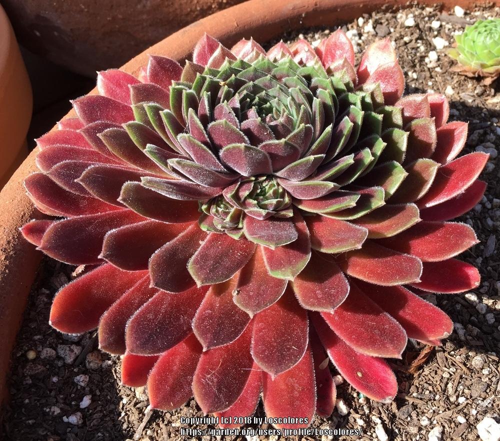 Photo of Hen and Chicks (Sempervivum 'Director Jacobs') uploaded by Loscolores