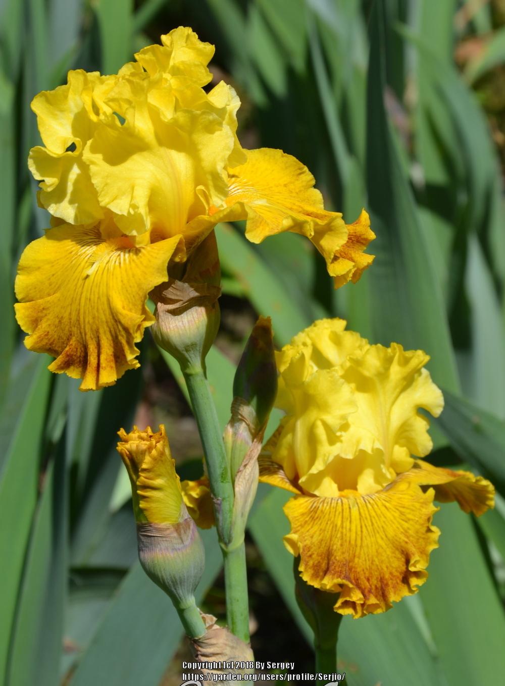 Photo of Tall Bearded Iris (Iris 'Bright Sunshiny Day') uploaded by Serjio