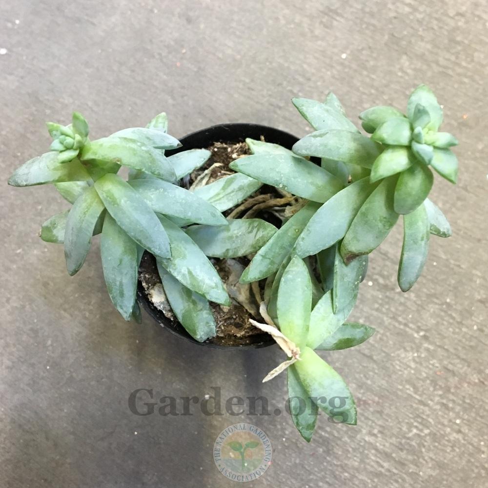 Photo of Super Burro's Tail (XSedeveria 'Harry Butterfield') uploaded by BlueOddish