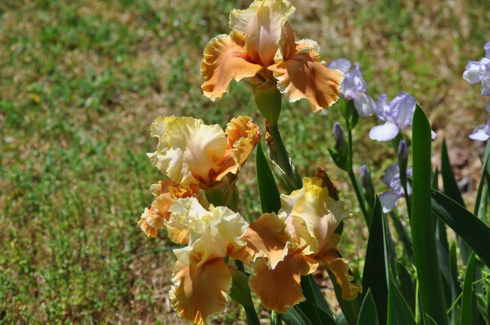 Photo of Tall Bearded Iris (Iris 'Fall Fiesta') uploaded by LewEm