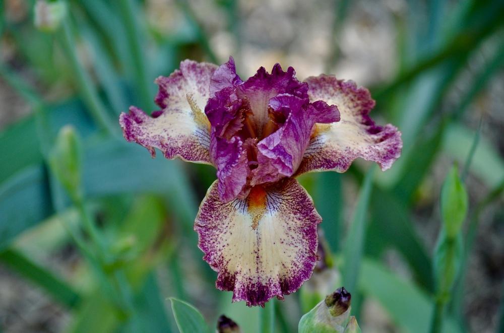 Photo of Tall Bearded Iris (Iris 'Rock Star') uploaded by LewEm