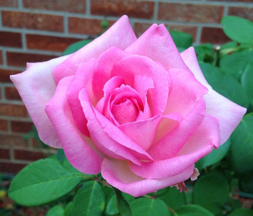 Photo of Rose (Rosa 'Beverly') uploaded by MGKing