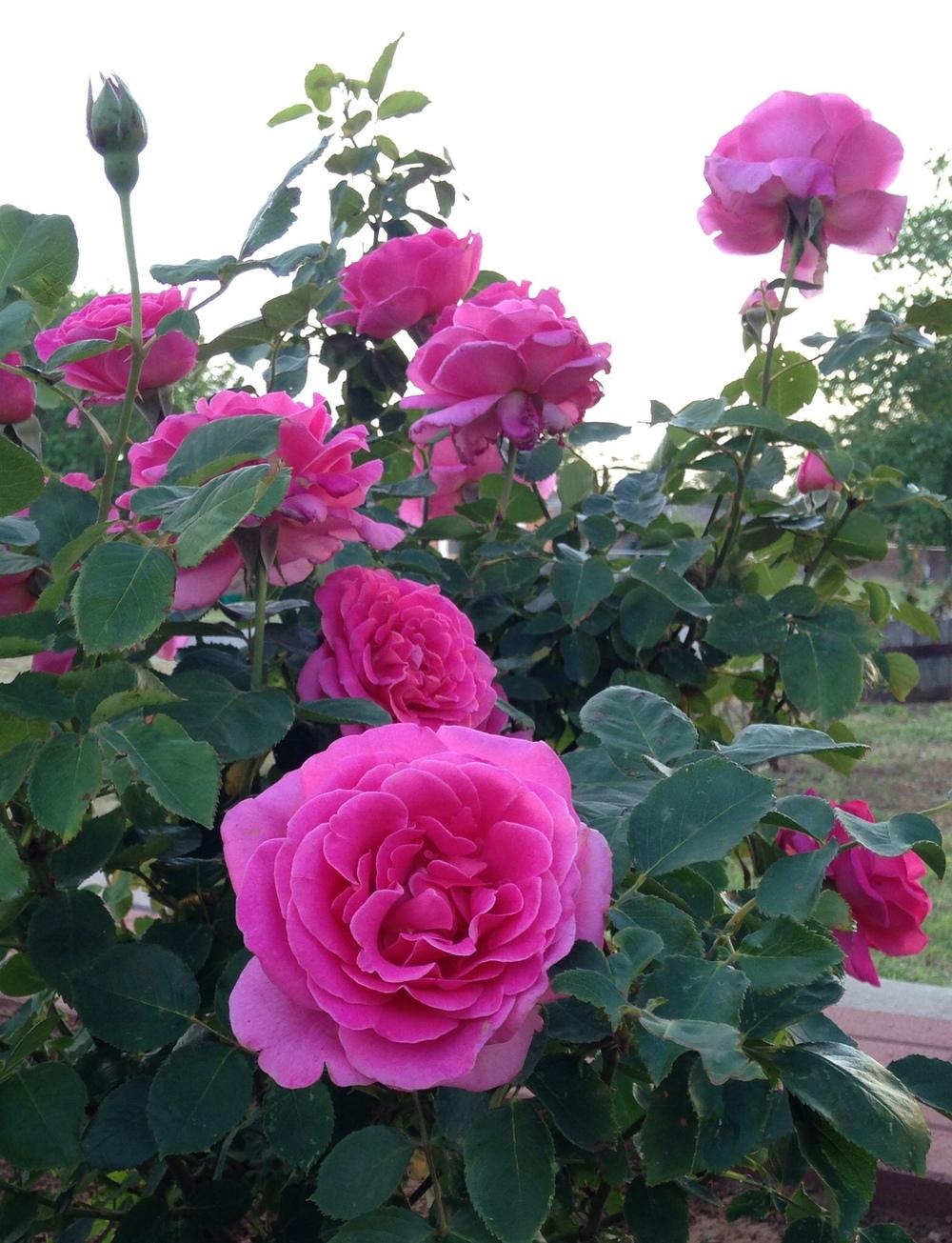 Photo of Rose (Rosa 'Pink Peace') uploaded by MGKing