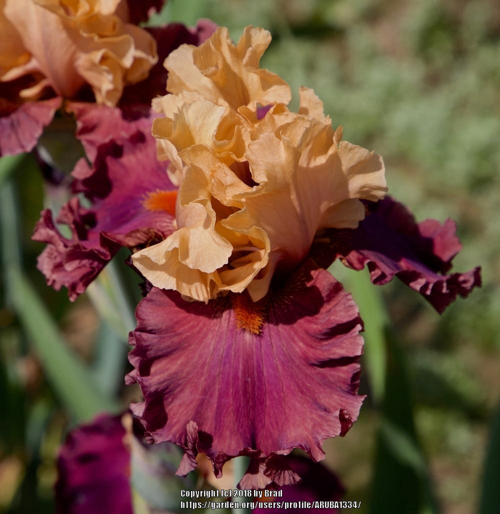 Photo of Tall Bearded Iris (Iris 'Game Changer') uploaded by ARUBA1334