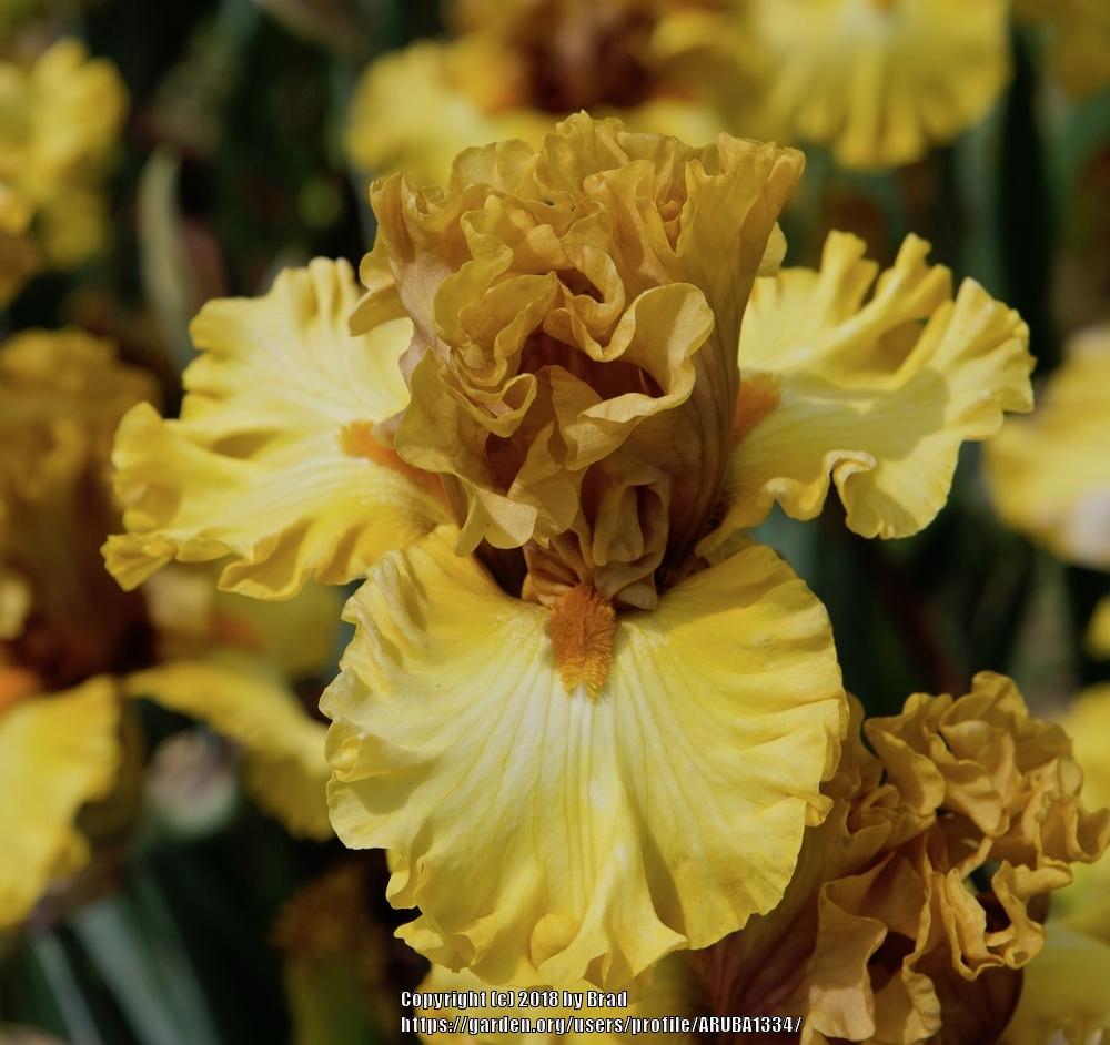 Photo of Tall Bearded Iris (Iris 'Brass Lamp') uploaded by ARUBA1334