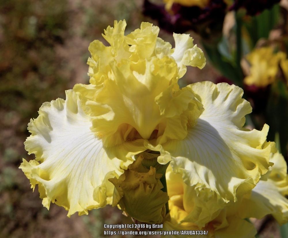 Photo of Tall Bearded Iris (Iris 'Lemon Delicious') uploaded by ARUBA1334