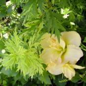 - The plant is inseparable from Hemerocallis Peggy Jeffcoat, but 