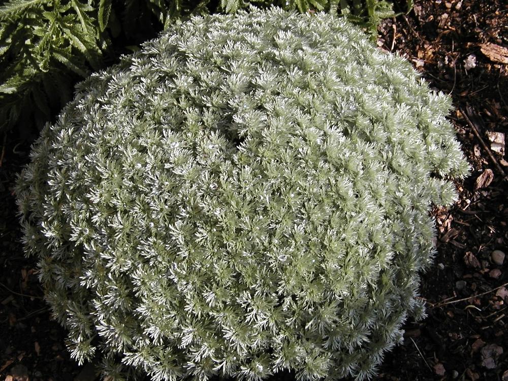 Photo of Silvermound Artemisia (Artemisia schmidtiana 'Silver Mound') uploaded by lauribob