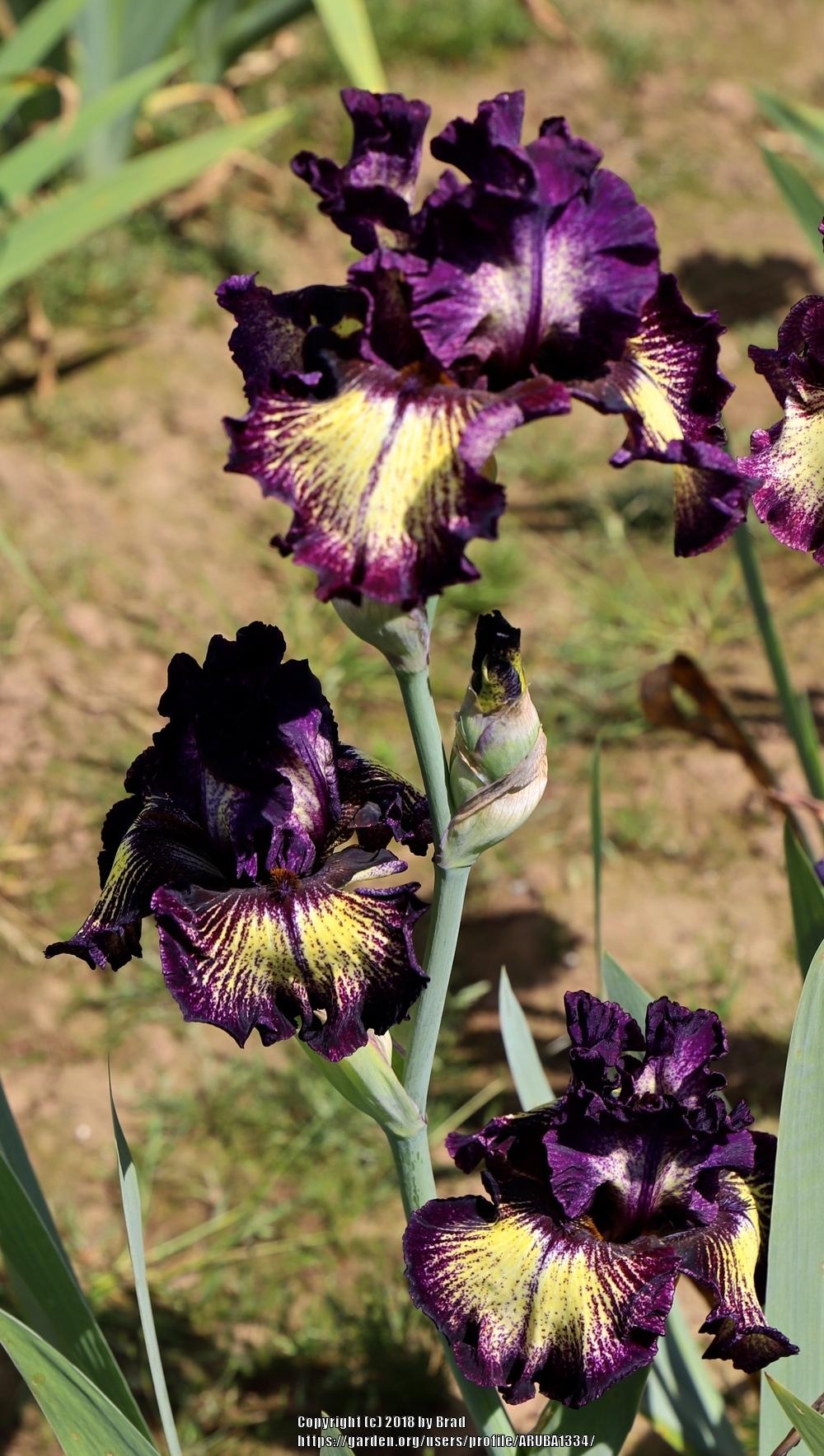Photo of Tall Bearded Iris (Iris 'Oh Dear') uploaded by ARUBA1334