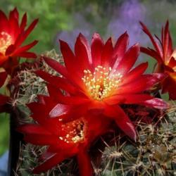 Location: From my collection. Poland.
Date: 2018-05-19
Rebutia canigueralii var. applanata