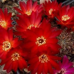 Location: From my collection. Poland.
Rebutia canigueralii var. applanata