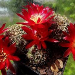 Location: From my collection. Poland.
Date: 2018-05-19
Rebutia canigueralii var. applanata