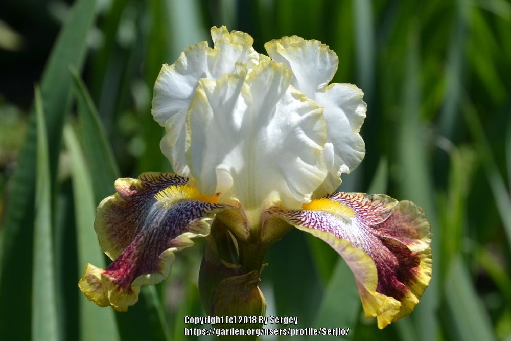 Photo of Tall Bearded Iris (Iris 'Carnival Ride') uploaded by Serjio