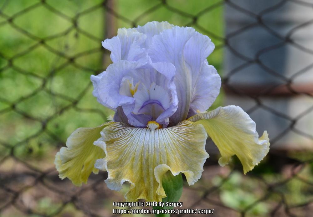 Photo of Tall Bearded Iris (Iris 'Butterfly Affair') uploaded by Serjio