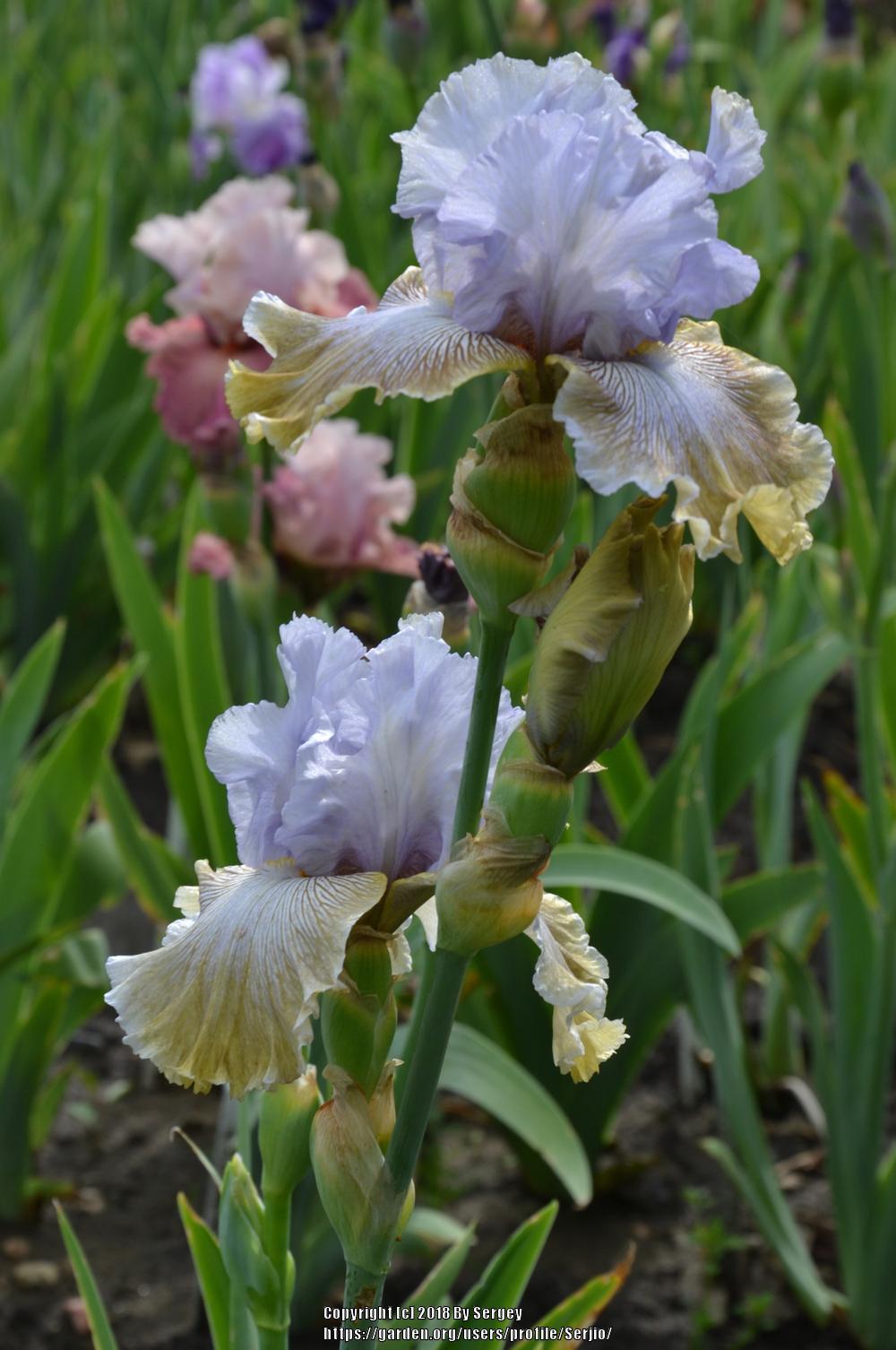 Photo of Tall Bearded Iris (Iris 'Butterfly Affair') uploaded by Serjio
