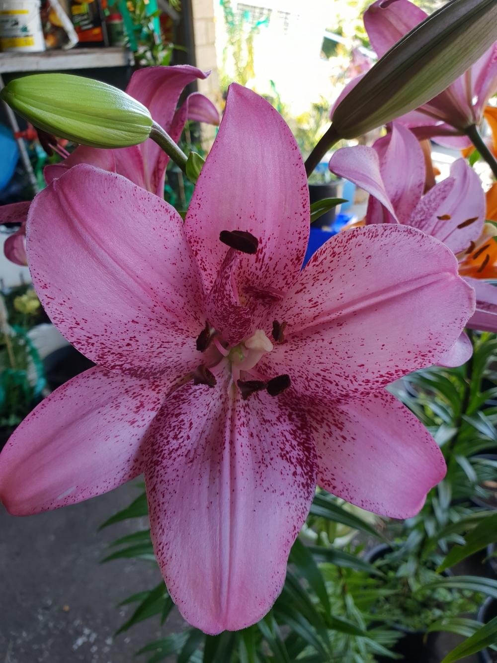Photo of Lily (Lilium 'Pink Brush') uploaded by gwhizz