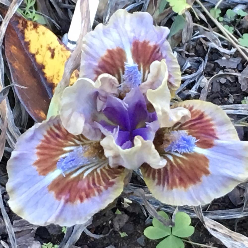 Photo of Standard Dwarf Bearded Iris (Iris 'Antsy') uploaded by lilpod13