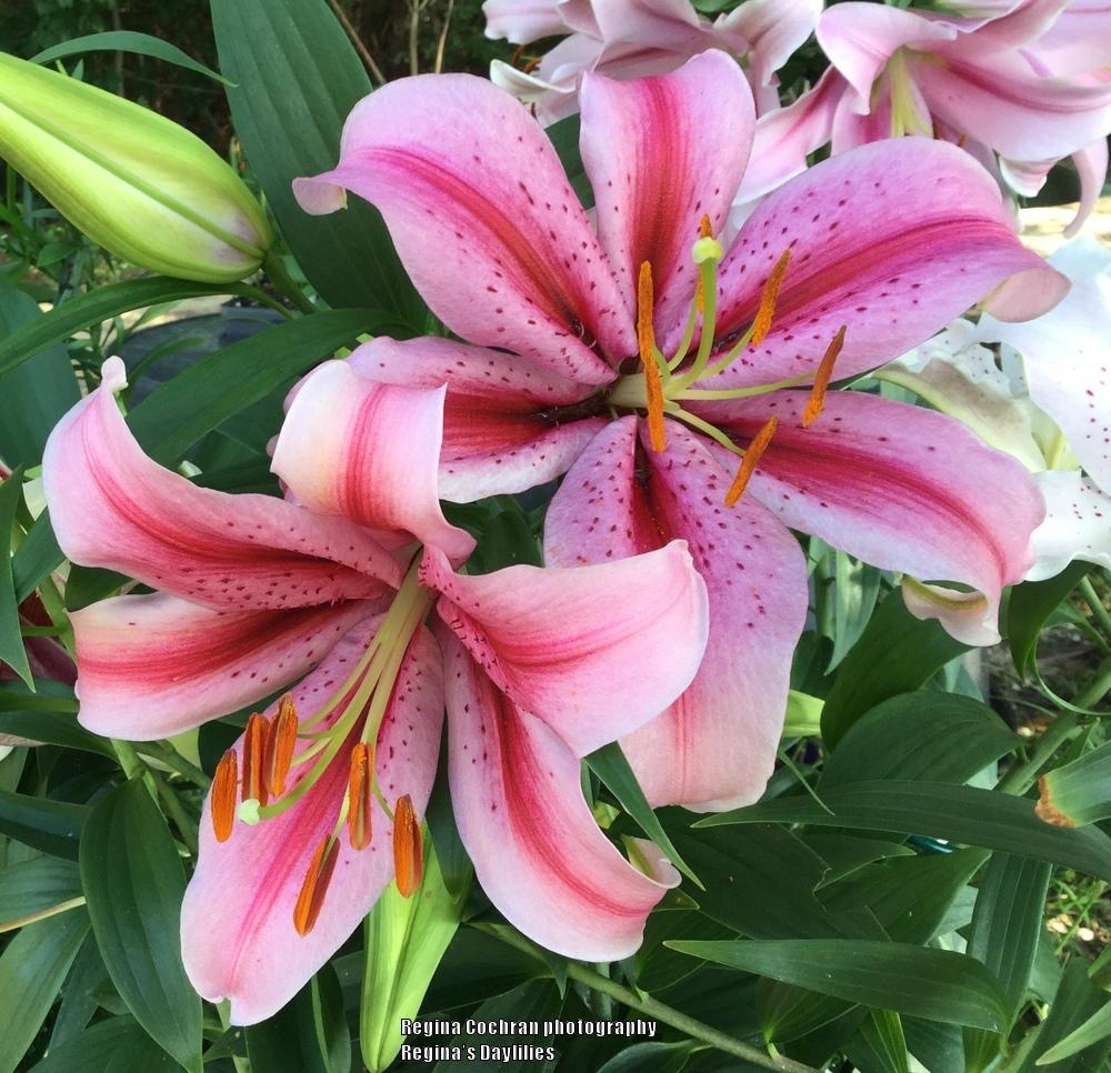 Photo of Lily (Lilium 'Raspberry Ribbons') uploaded by scflowers