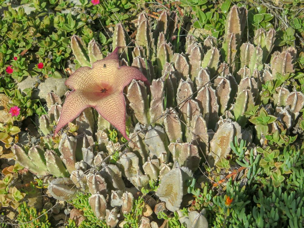 Photo of Starfish Plant (Ceropegia gigantea) uploaded by Baja_Costero