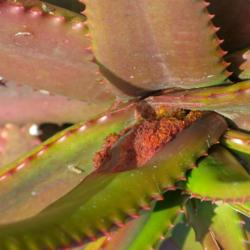 Location: Baja California
Date: 2017-01-11
Aloe mite infestation