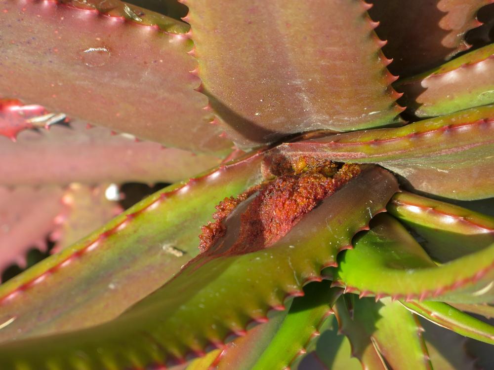 Photo of Cameron's Ruwari Aloe (Aloe cameronii) uploaded by Baja_Costero