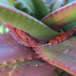 Location: Baja California
Date: 2017-01-11
Aloe mite infestation