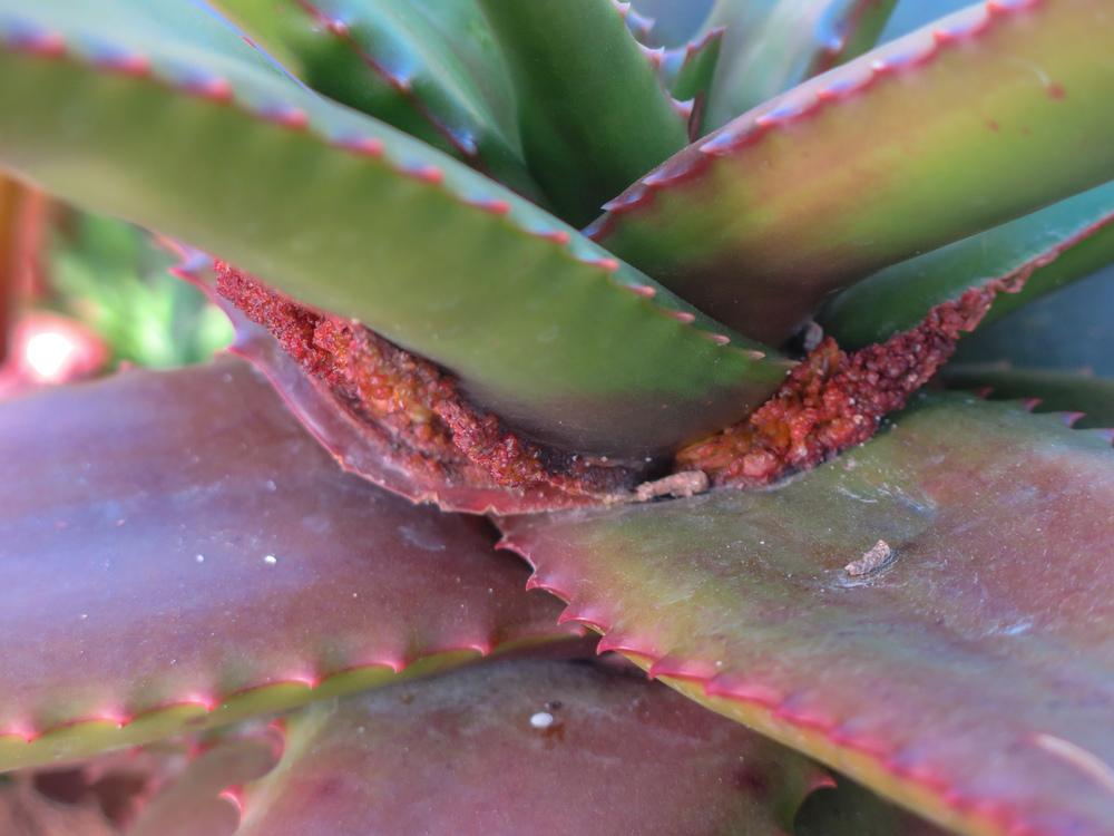 Photo of Cameron's Ruwari Aloe (Aloe cameronii) uploaded by Baja_Costero
