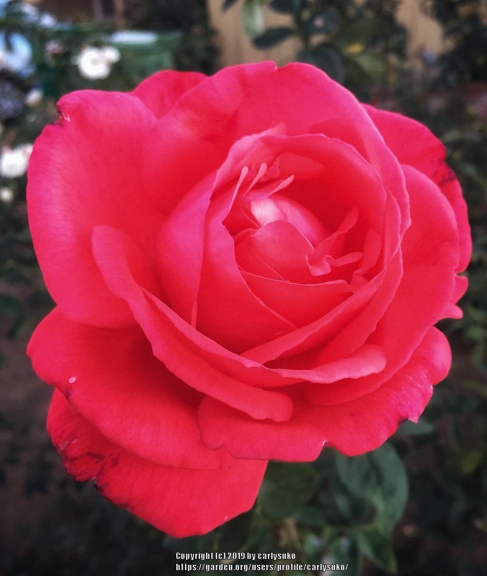Photo of Rose (Rosa 'Fragrant Cloud') uploaded by carlysuko