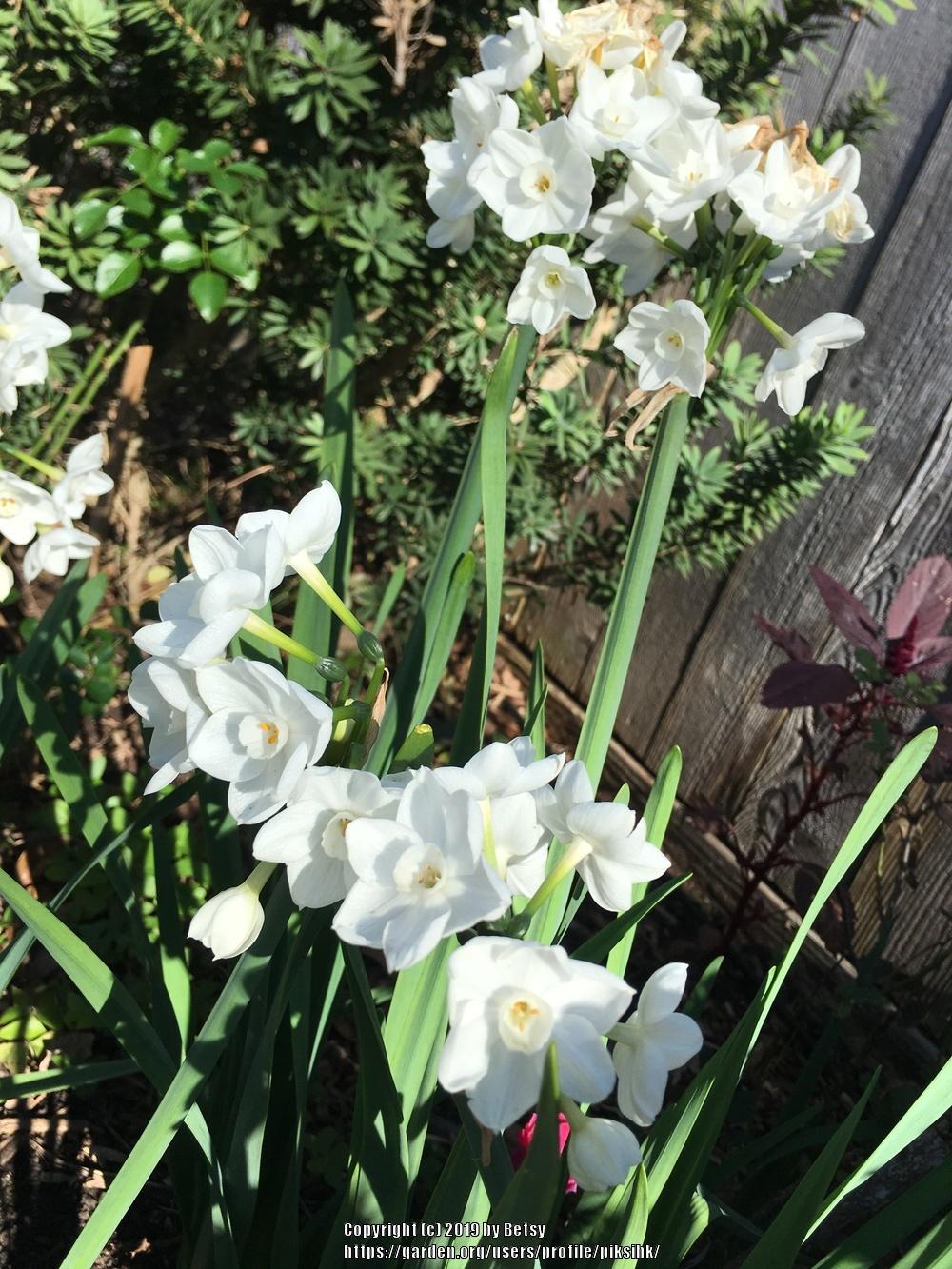 Photo of Paperwhites (Narcissus 'Ziva') uploaded by piksihk