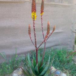 Location: Baja California
Date: 2017-04-06
Aloe lutescens x conifera