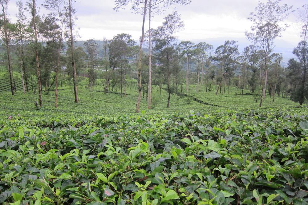 Photo of Tea Plant (Camellia sinensis) uploaded by tofitropic