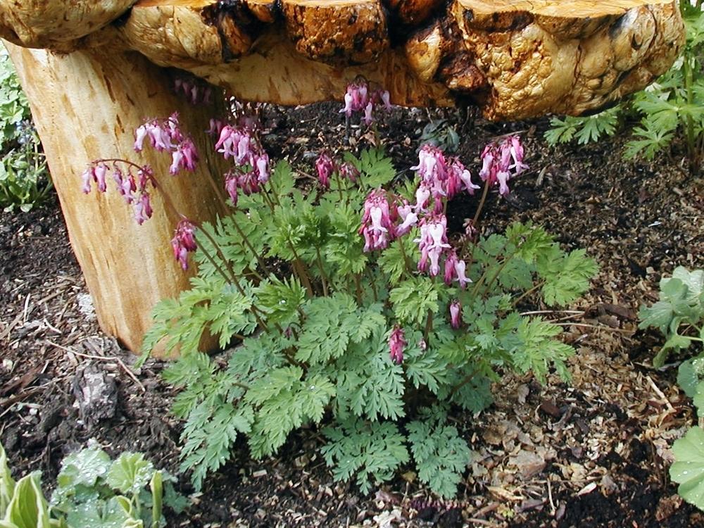 Photo of Pacific Bleeding Heart (Dicentra formosa) uploaded by lauribob
