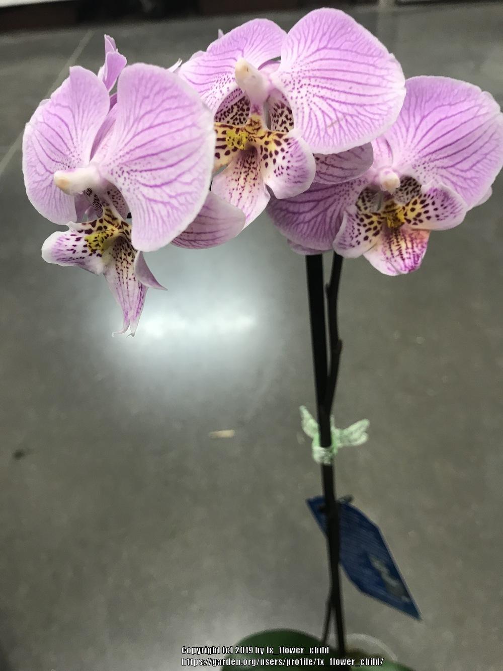 Photo of Orchid (Phalaenopsis Younghome Princess) uploaded by tx_flower_child
