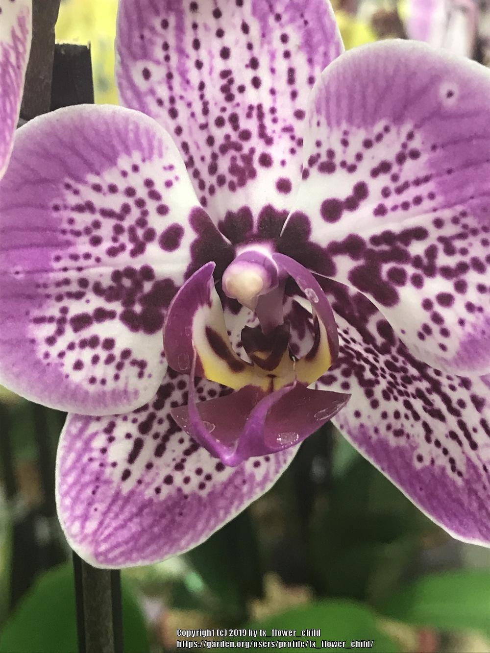 Photo of Orchid (Phalaenopsis OX Happy Girl 'Pink Panther') uploaded by tx_flower_child