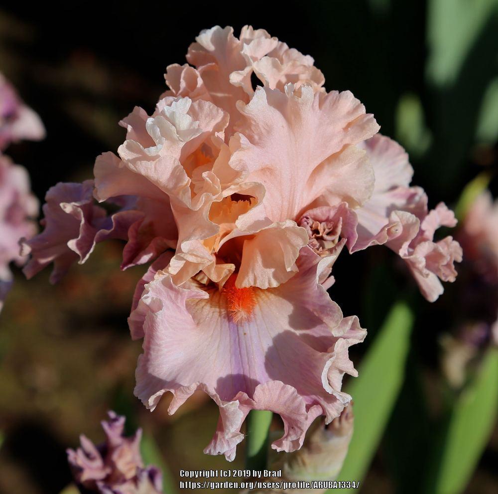 Photo of Tall Bearded Iris (Iris 'Secret Hopes') uploaded by ARUBA1334