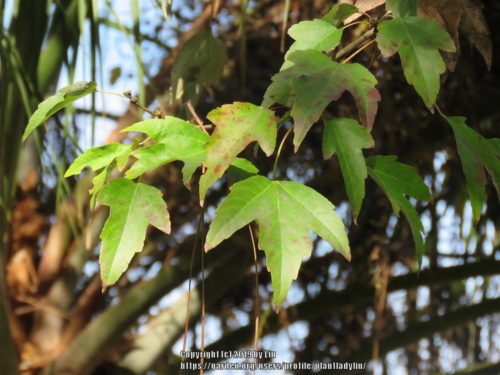 Photo of Red Maple (Acer rubrum) uploaded by plantladylin