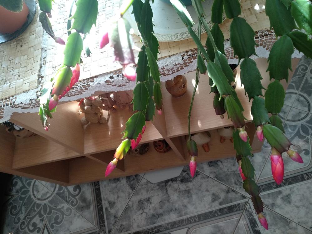 Photo of Christmas Cactus (Schlumbergera truncata) uploaded by sangel