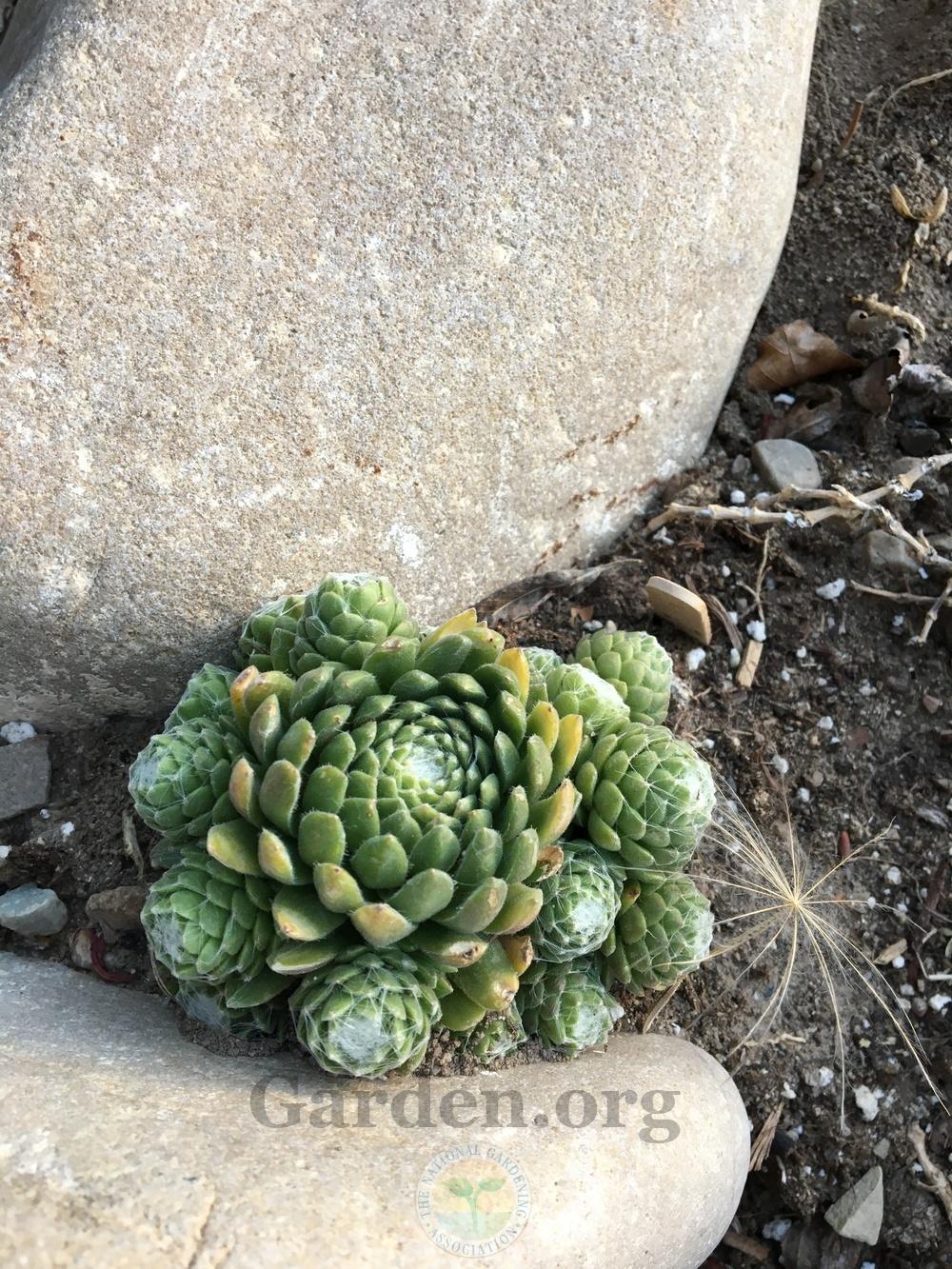 Photo of Hen and Chicks (Sempervivum 'Red Cobweb') uploaded by BlueOddish