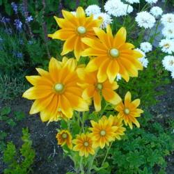 Location: Nora's Garden - Castlegar, B.C.
Date: 2018-07-11
- A remarkable cultivar - these blossoms outshine the sun.