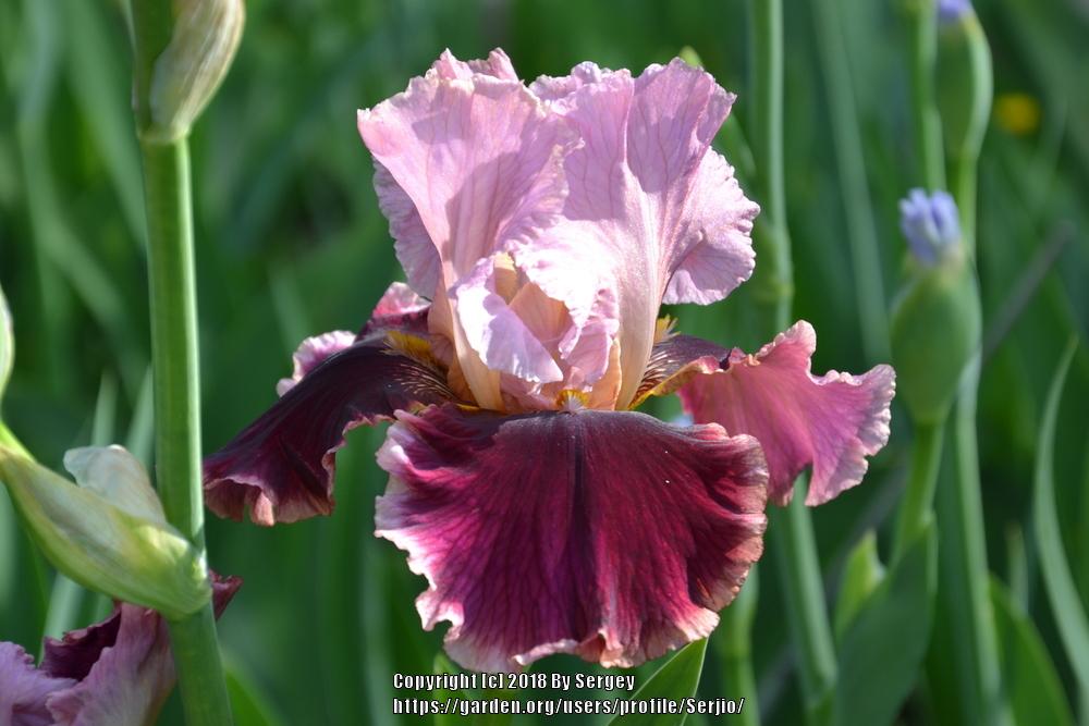 Photo of Tall Bearded Iris (Iris 'Cranberry Swirl') uploaded by Serjio