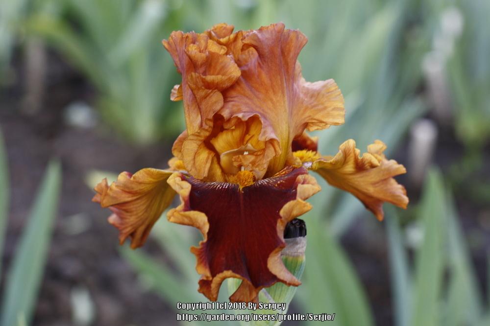 Photo of Tall Bearded Iris (Iris 'Copatonic') uploaded by Serjio