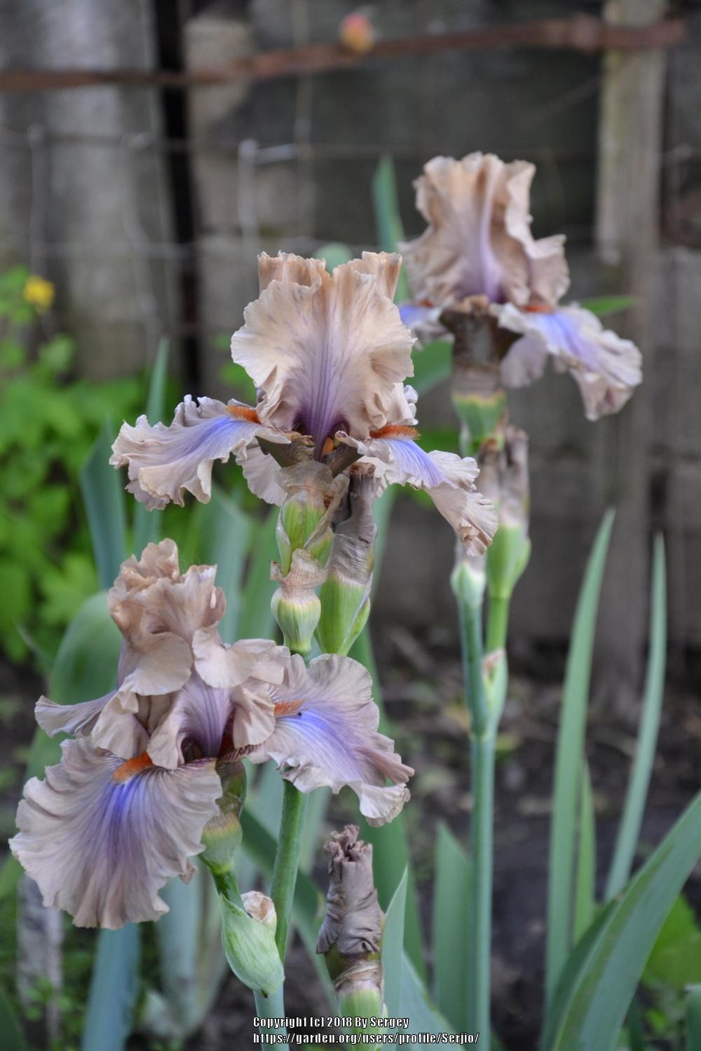 Photo of Tall Bearded Iris (Iris 'Coffee Trader') uploaded by Serjio