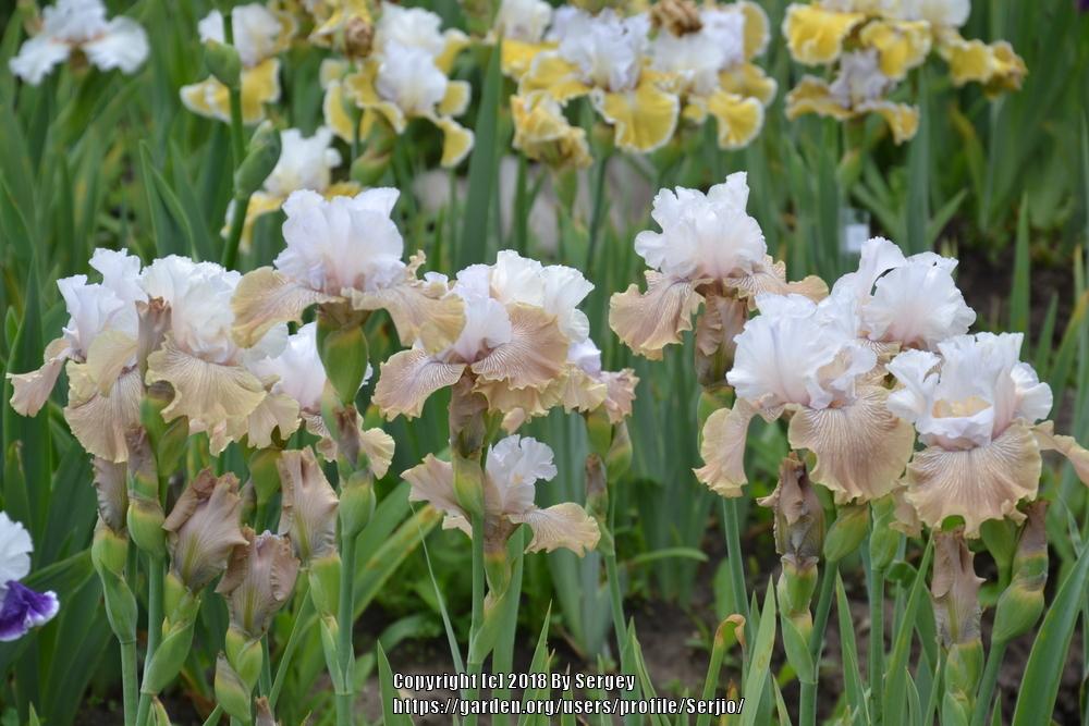 Photo of Tall Bearded Iris (Iris 'Chardonnay and Ice') uploaded by Serjio