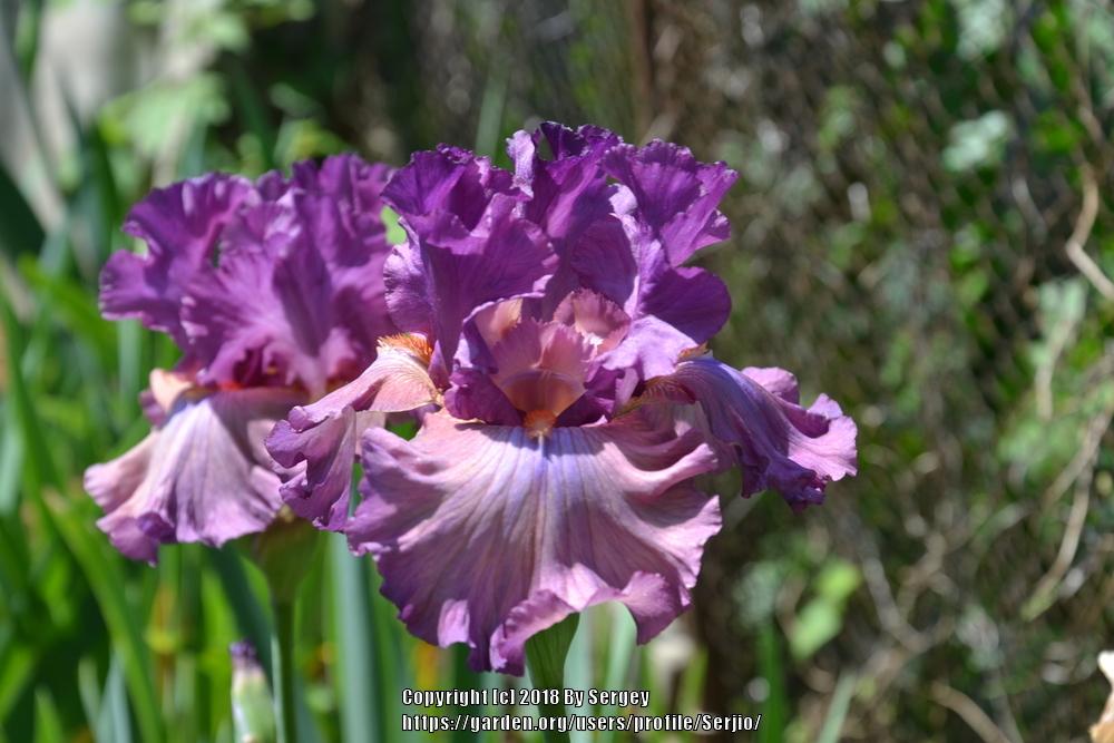 Photo of Tall Bearded Iris (Iris 'Dandy Candy') uploaded by Serjio