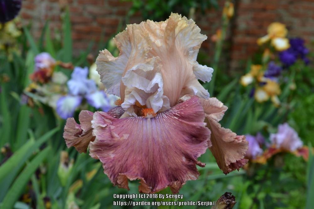 Photo of Tall Bearded Iris (Iris 'Champagne and Strawberries') uploaded by Serjio