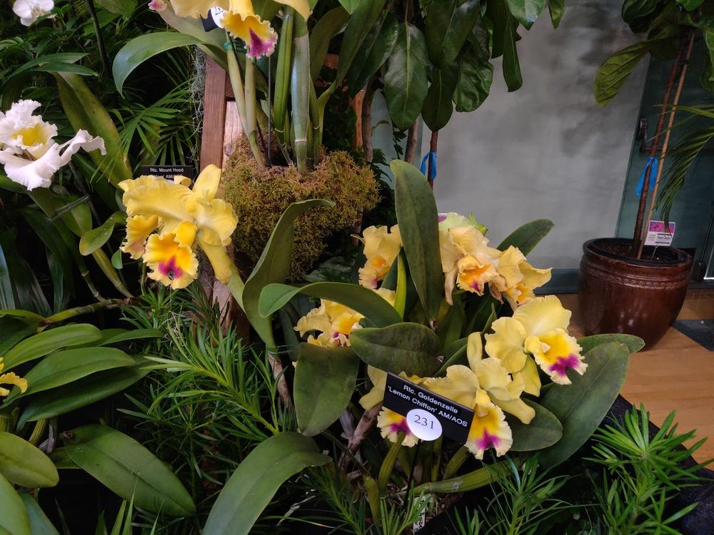 Photo of Orchid (Rhyncholaeliocattleya Goldenzelle 'Lemon Chiffon') uploaded by dyzzypyxxy