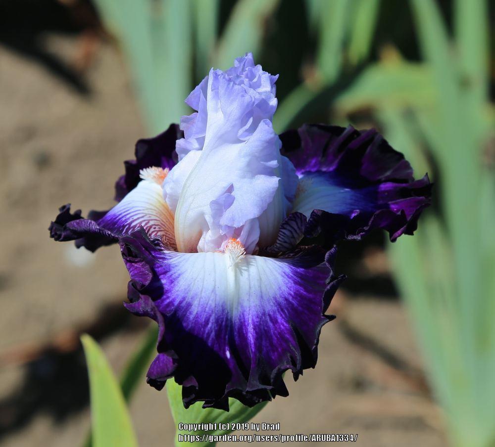 Photo of Tall Bearded Iris (Iris 'Center of the Universe') uploaded by ARUBA1334