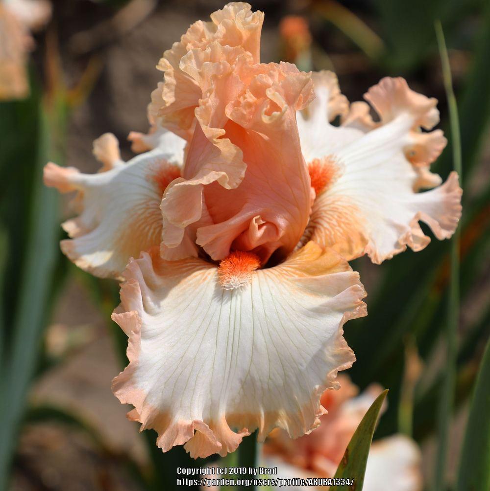 Photo of Tall Bearded Iris (Iris 'Looking Cute') uploaded by ARUBA1334