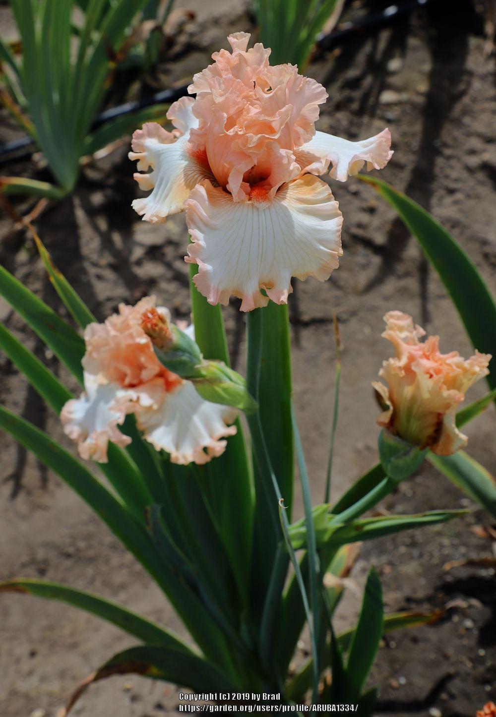 Photo of Tall Bearded Iris (Iris 'Looking Cute') uploaded by ARUBA1334