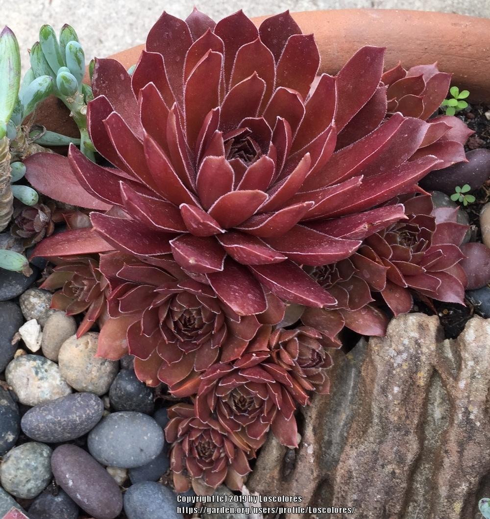 Photo of Hen and Chicks (Sempervivum 'Pacific Devil's Food') uploaded by Loscolores